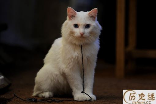 有俗语说猫有九条命这是真的吗