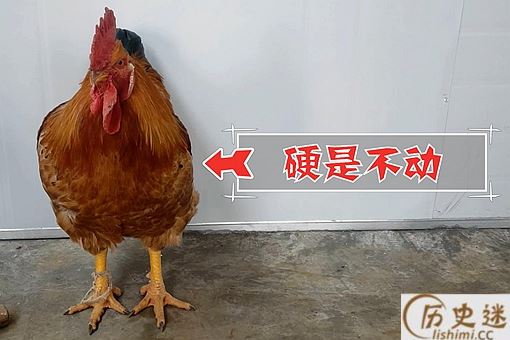 成语呆若木鸡的真正含义