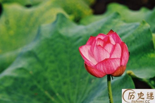 接天莲叶无穷碧,映日荷花别样红写的是哪个湖