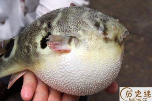 《范饶州坐中客语食河豚鱼》全文及赏析
