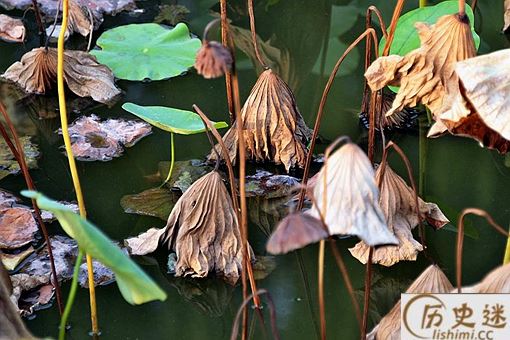 《摊破浣溪沙·菡萏香销翠叶残》原文赏析