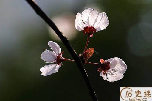 《蝶恋花·春景》全文赏析