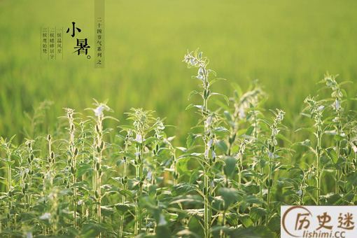 小暑是什么意思