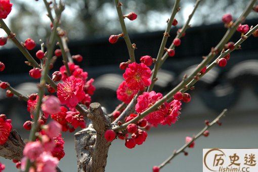 陈亮《梅花》作品赏析