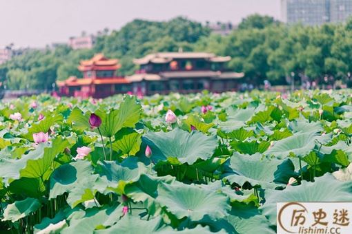 接天莲叶无穷碧,映日荷花别样红写的是哪个湖