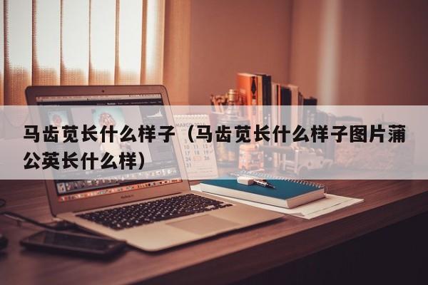 马齿苋长什么样子（马齿苋长什么样子图片蒲公英长什么样）